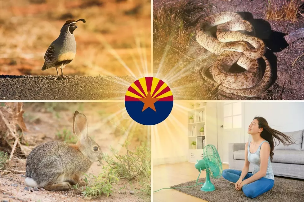 How 3 Different Arizona Species Survive Arizona’s Blistering Heat
